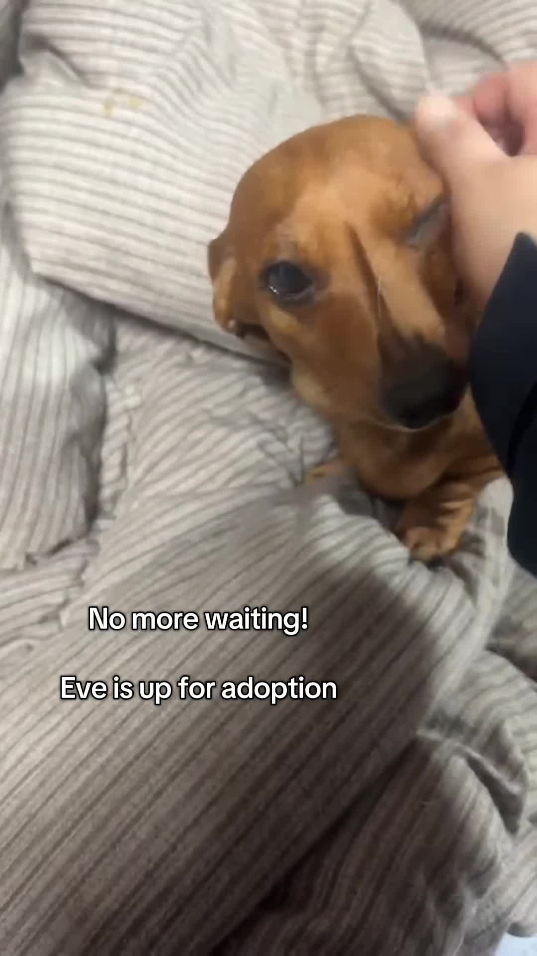 @DMT Dachshund Rescue 🐾