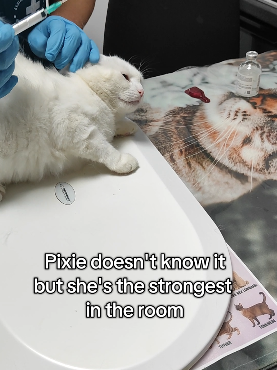 @Fluffy - the persian cat