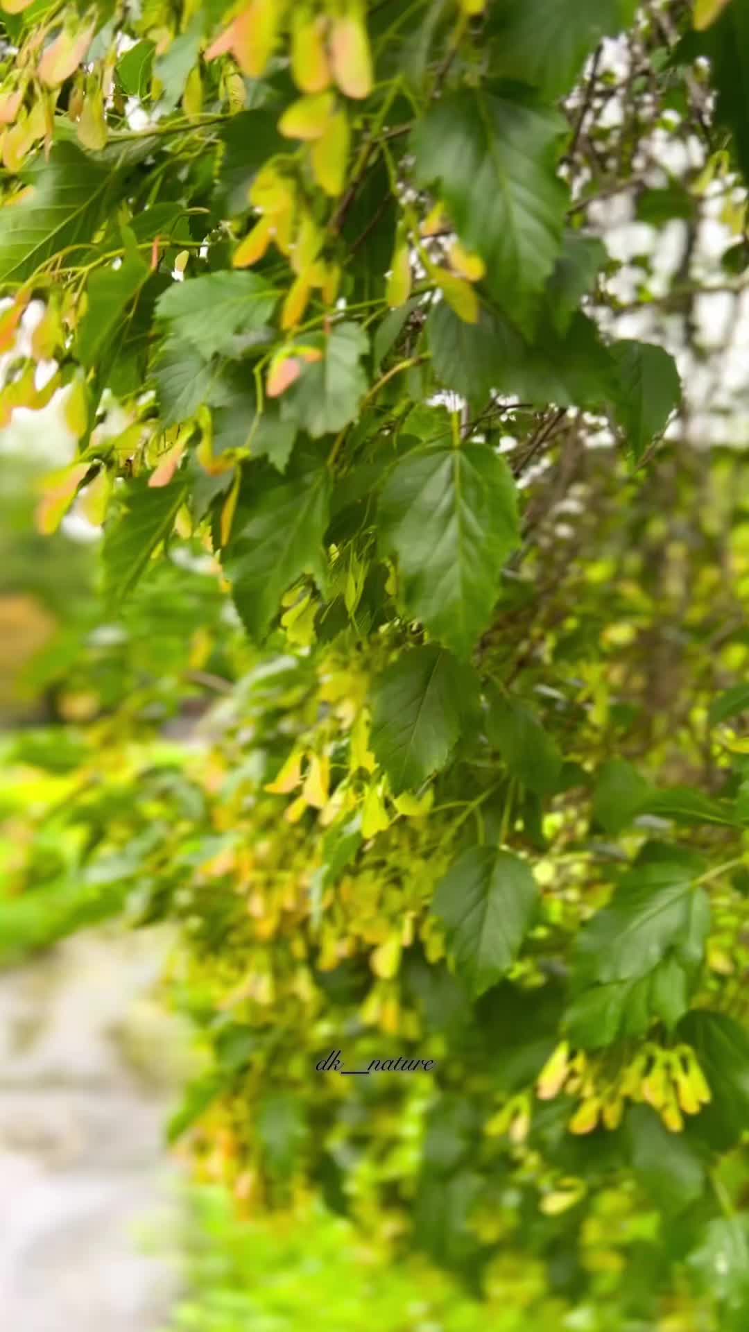 @dk__nature 🇩🇰