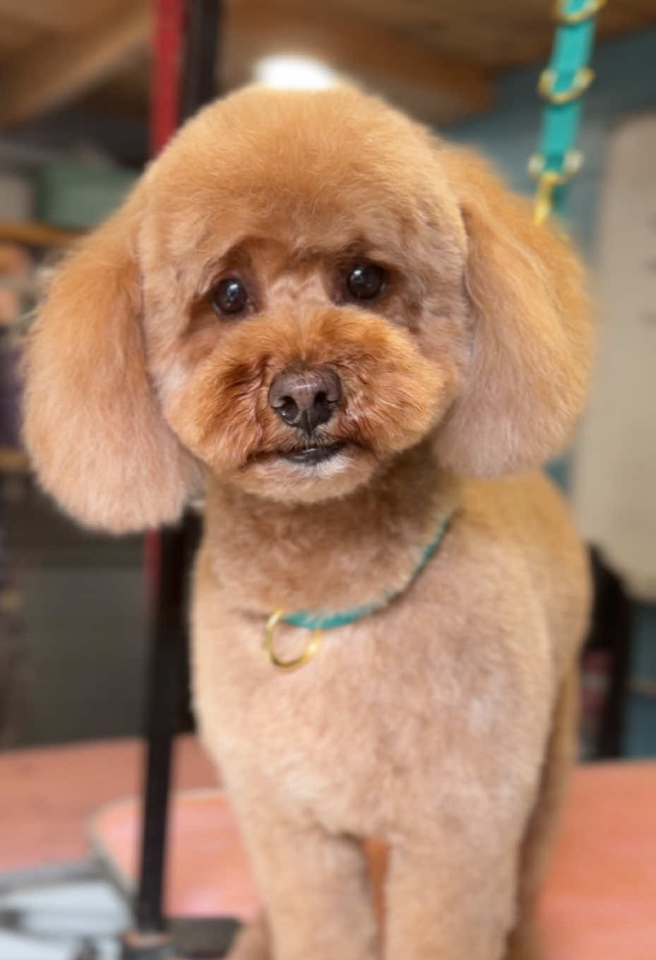 @hollyshoundsgrooming