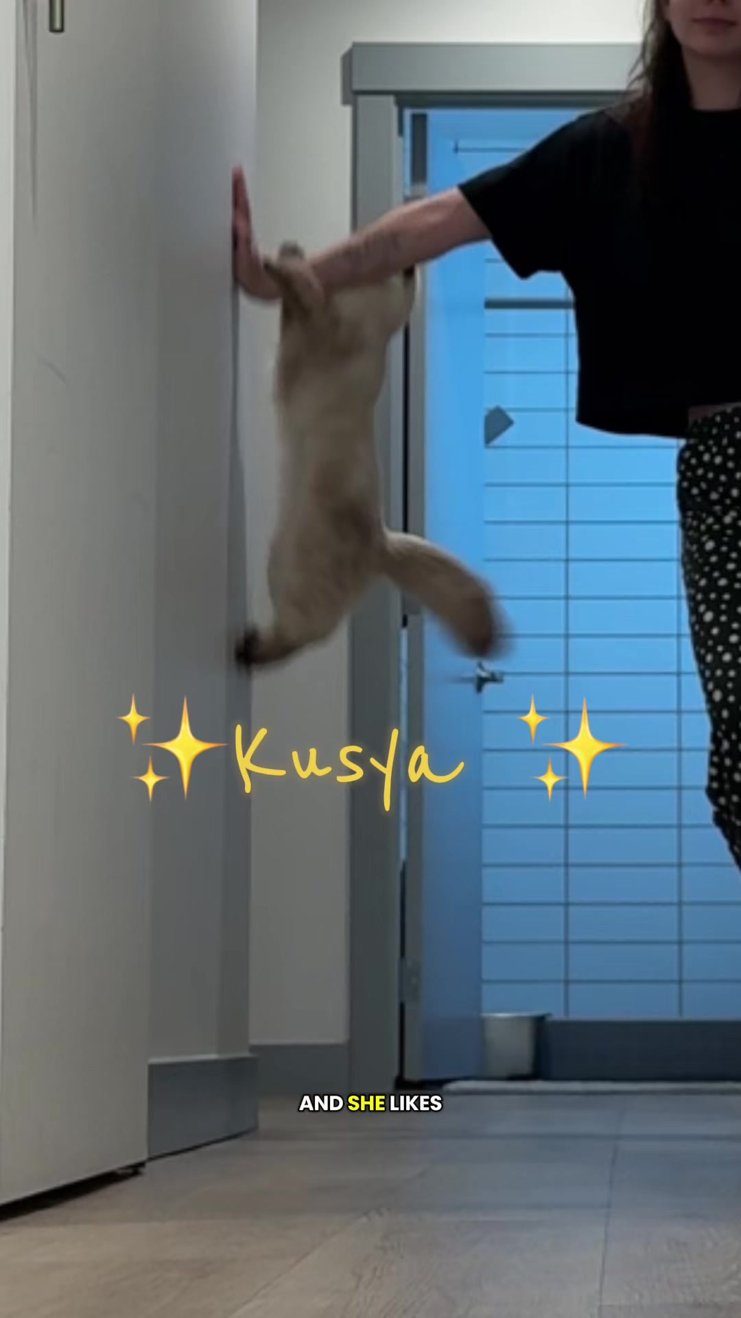 @kusya.the.cat