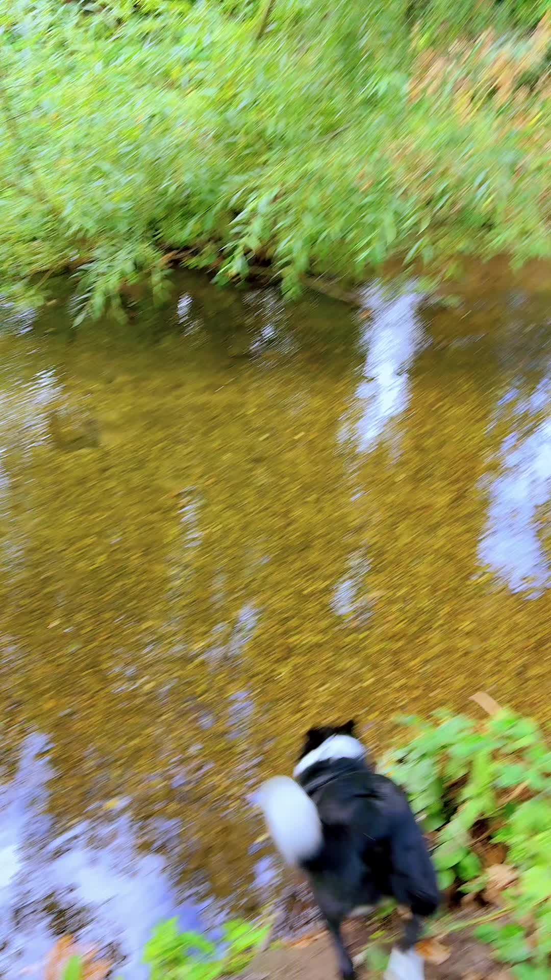 @tswoofwoof.co.uk