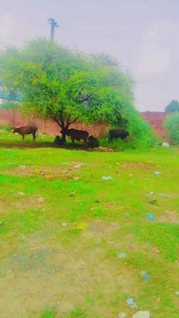 @Faizan Malik786