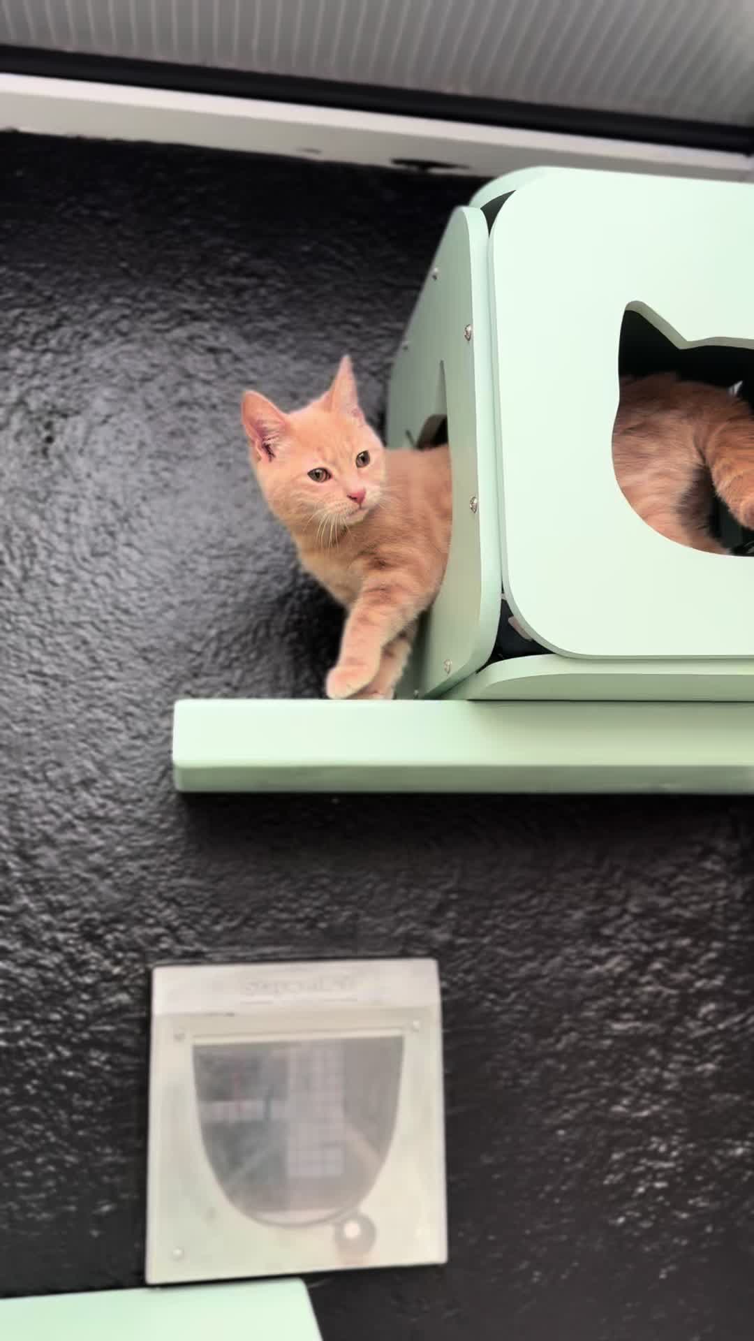 @Herongate Village Cattery
