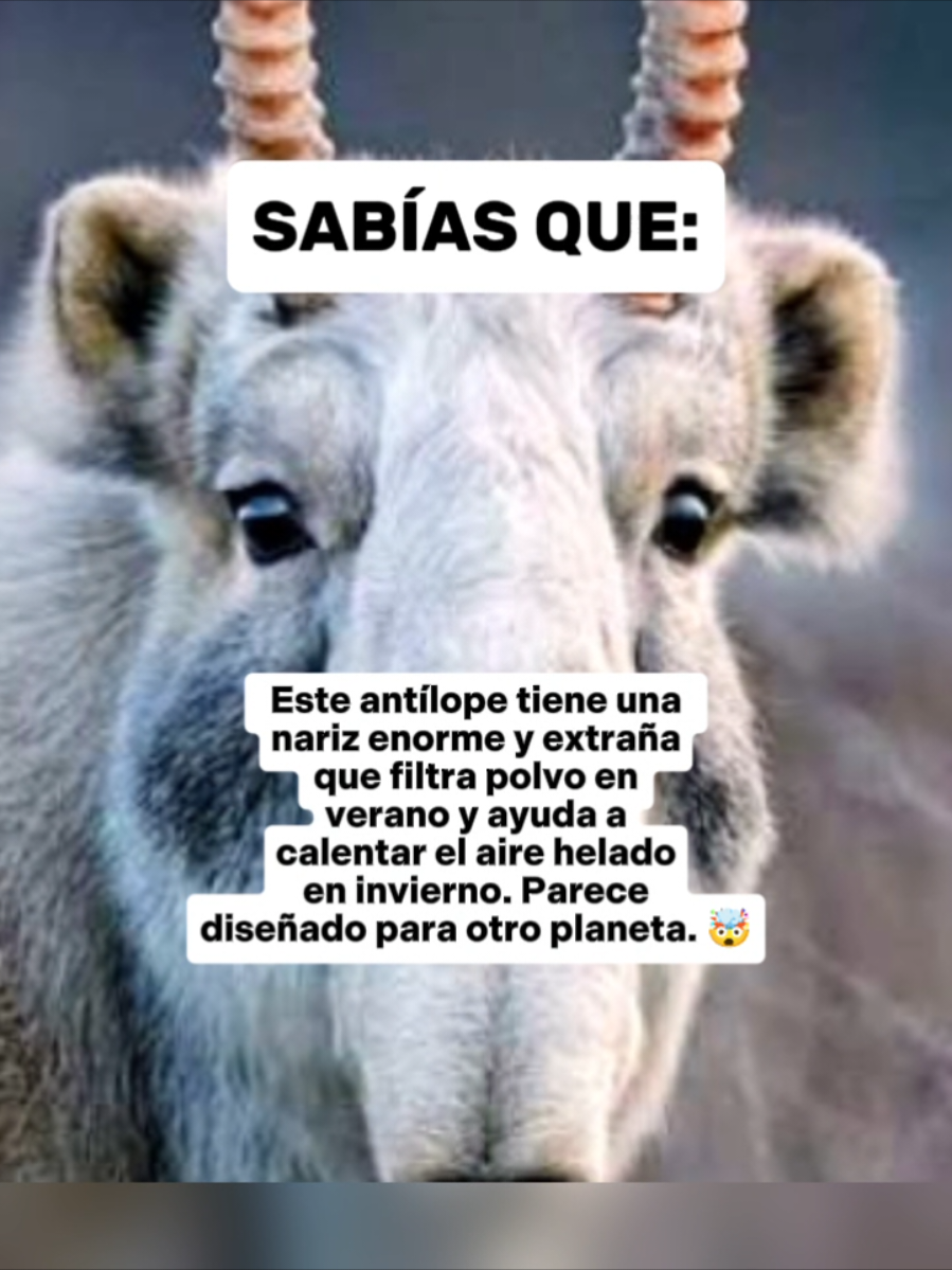 @CLUB DE ANIMALES
