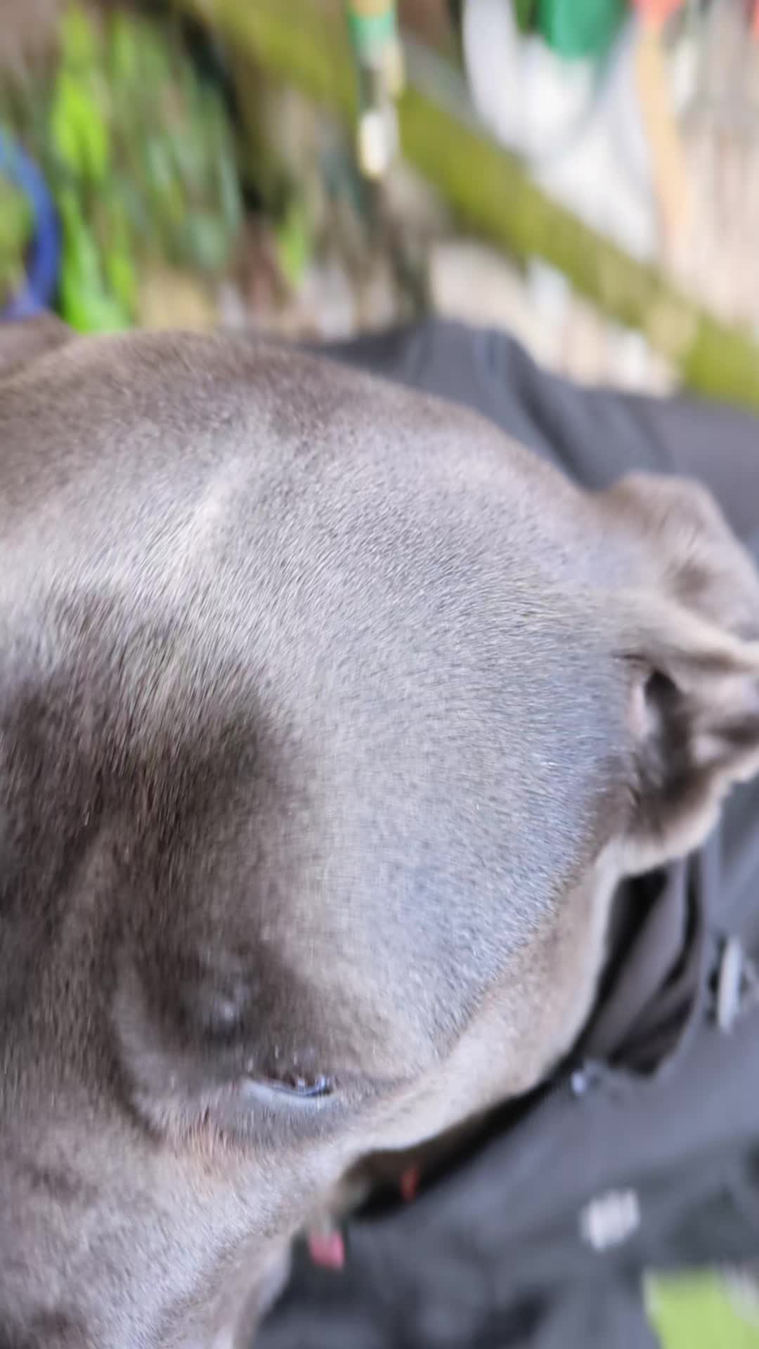 @mist_the_canecorso