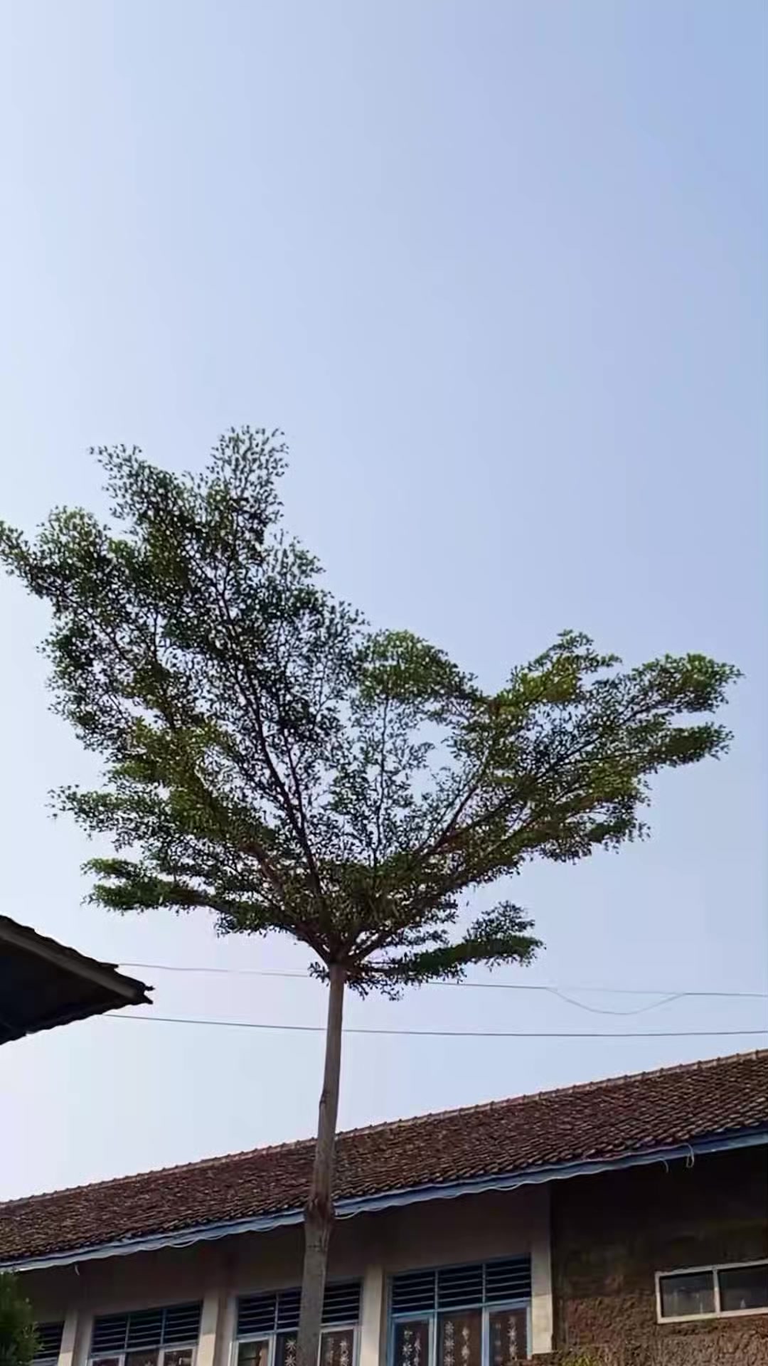 @Varsanz.Larensaa🇻🇳