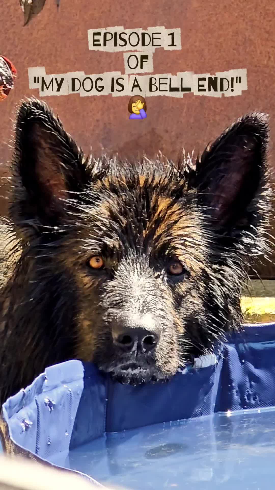 @Baloo_boy_gsd