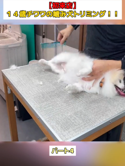 @Dog fun&rsquo;s lovers