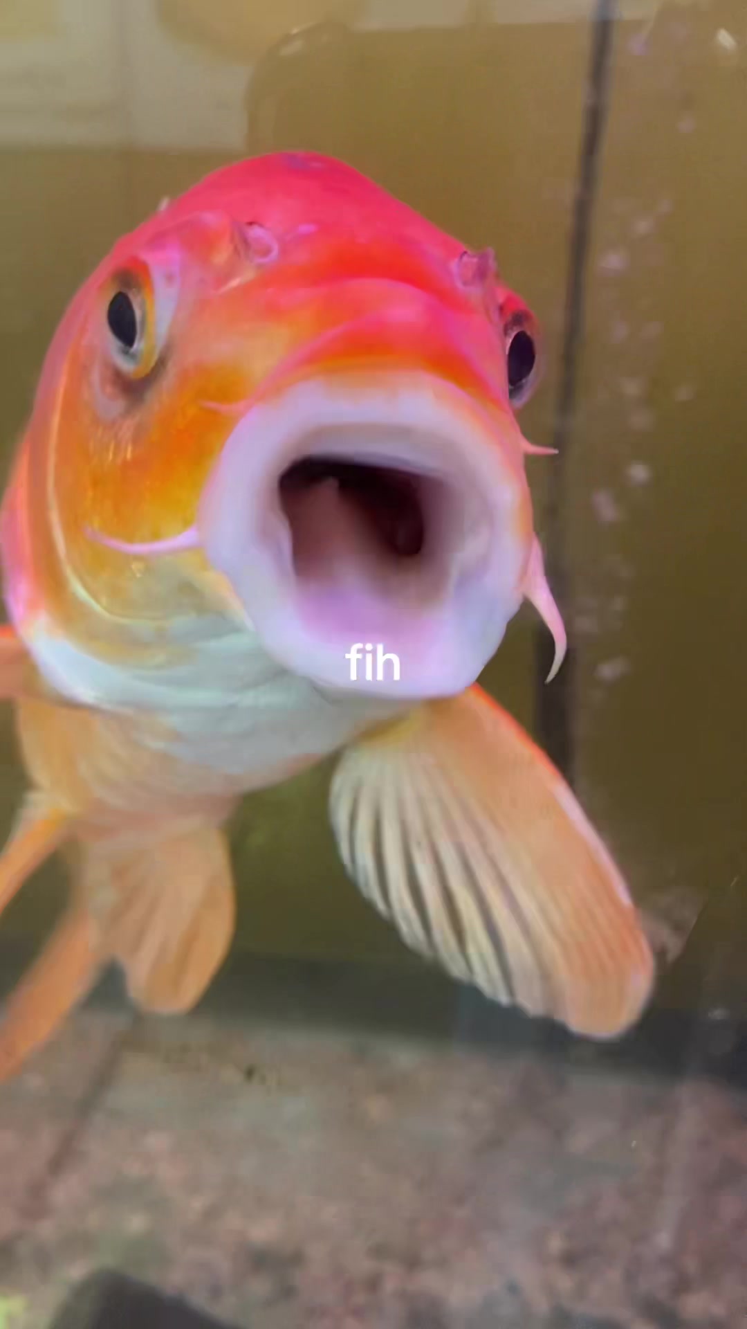@tish