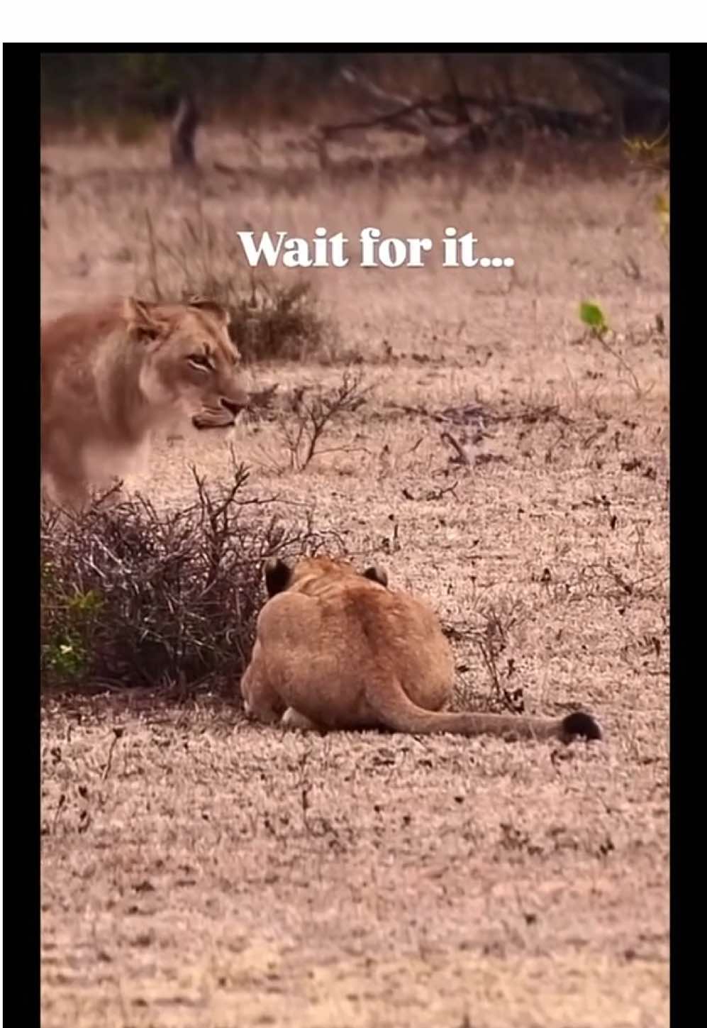 @KJ@LoveAnimalsEpicNature
