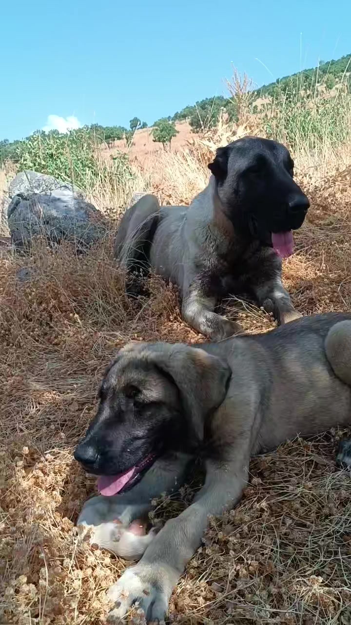 @koçer.12