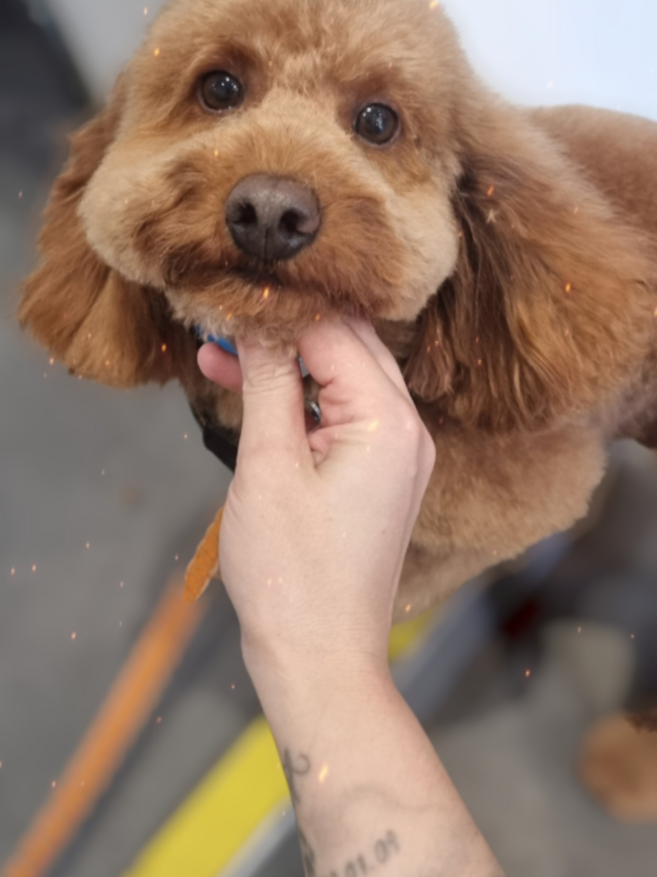 @PawsomeDogGroomingSouthOxhey