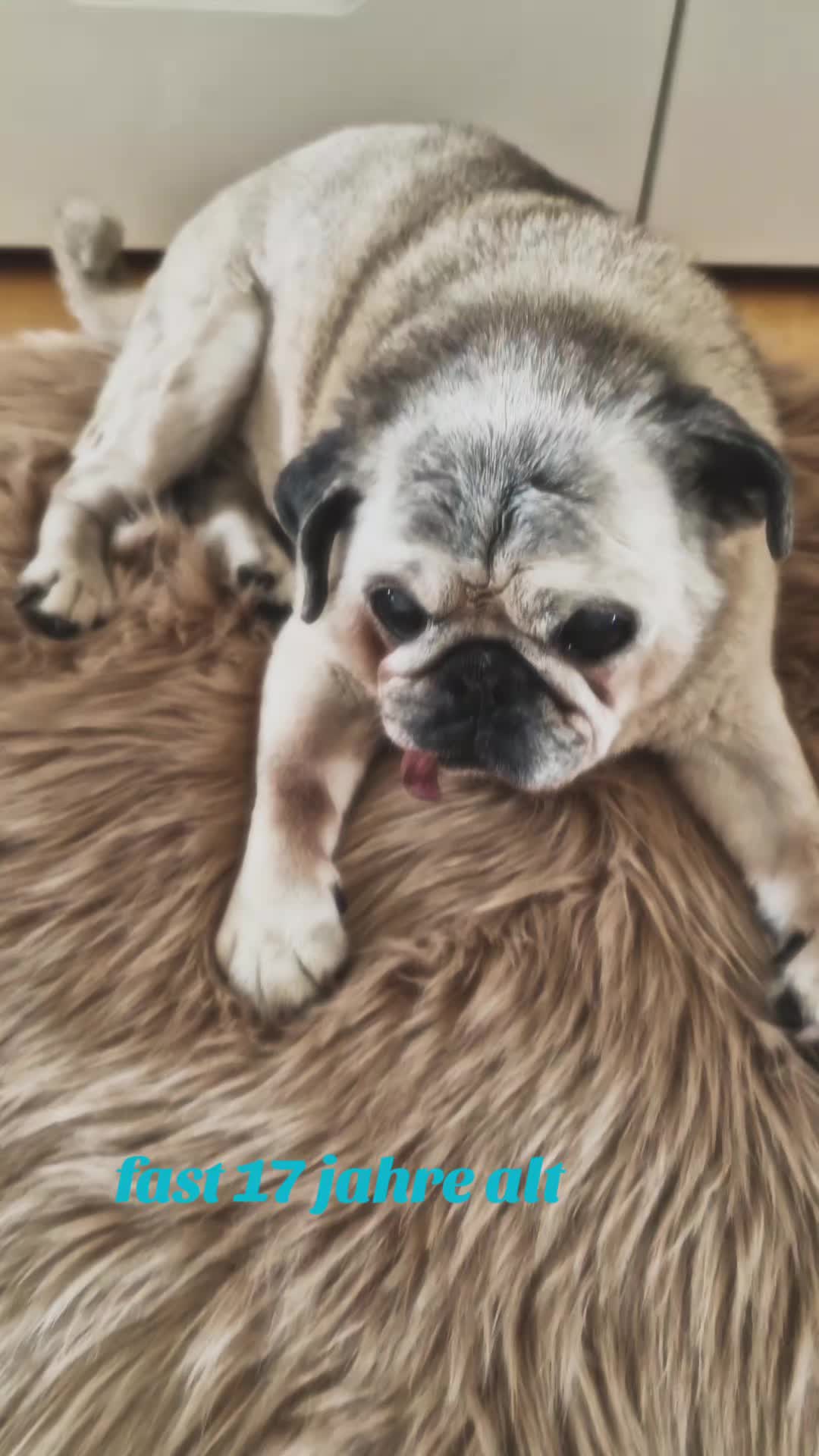 @Britti_Syke_Mops