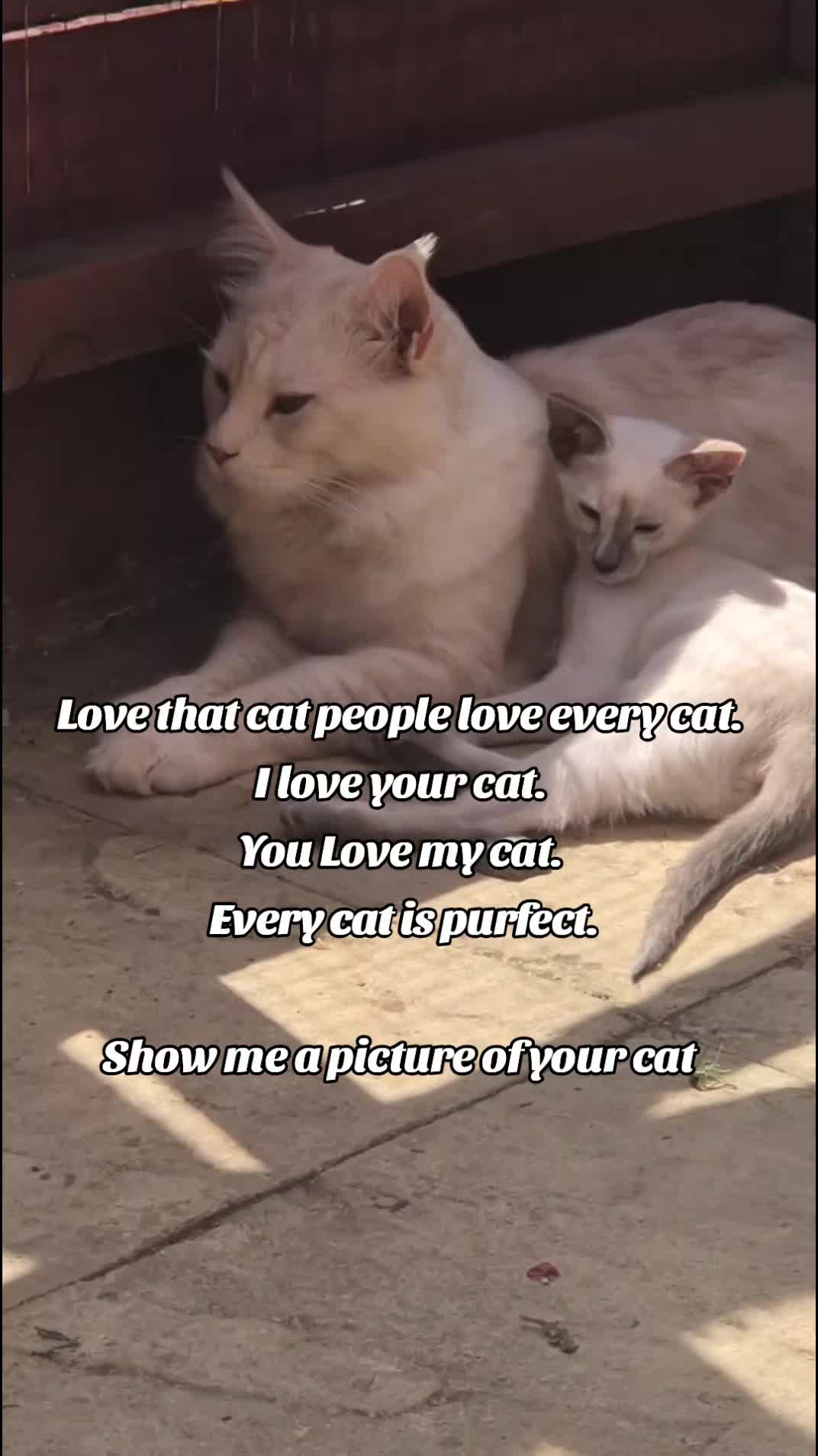 @Sam and the Furbabies