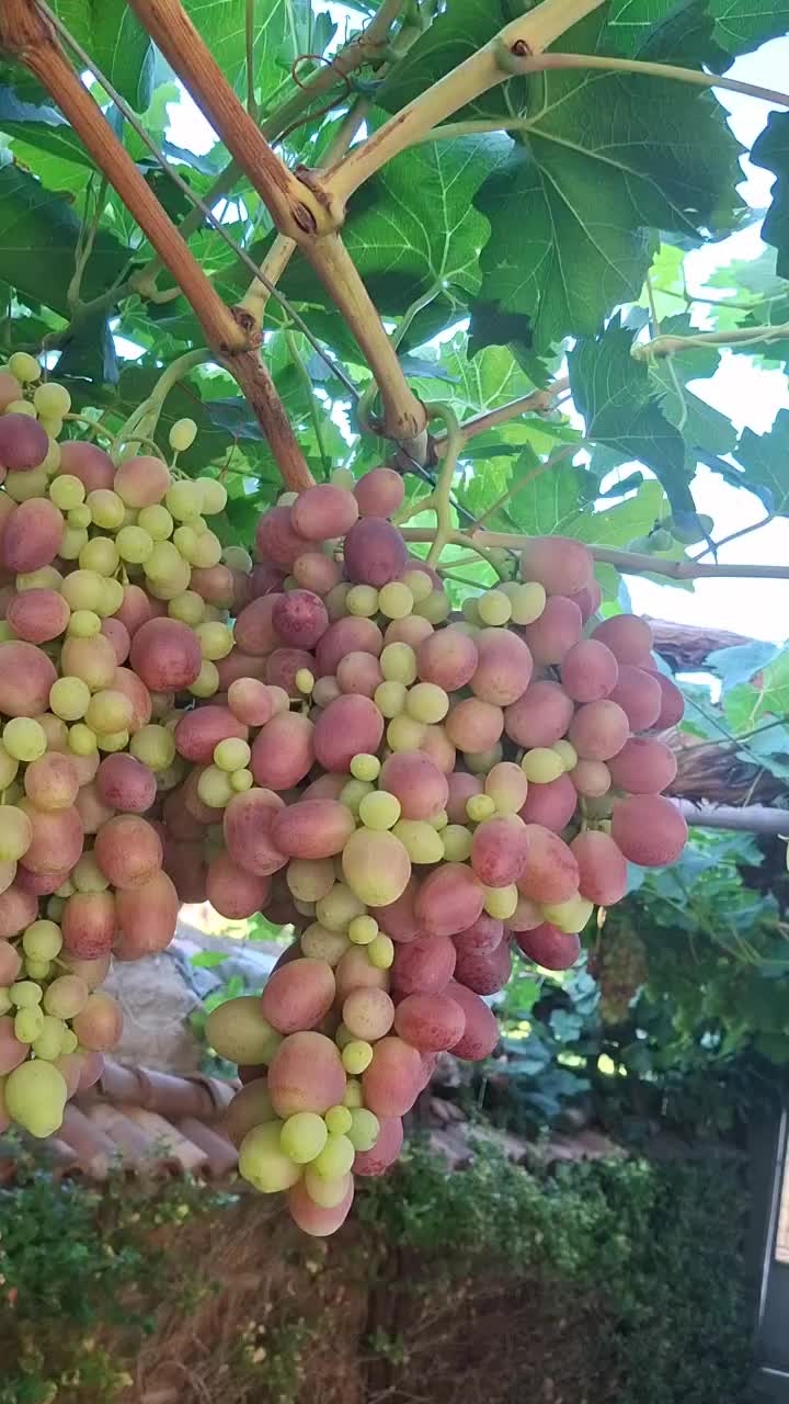 @Минчо Танков