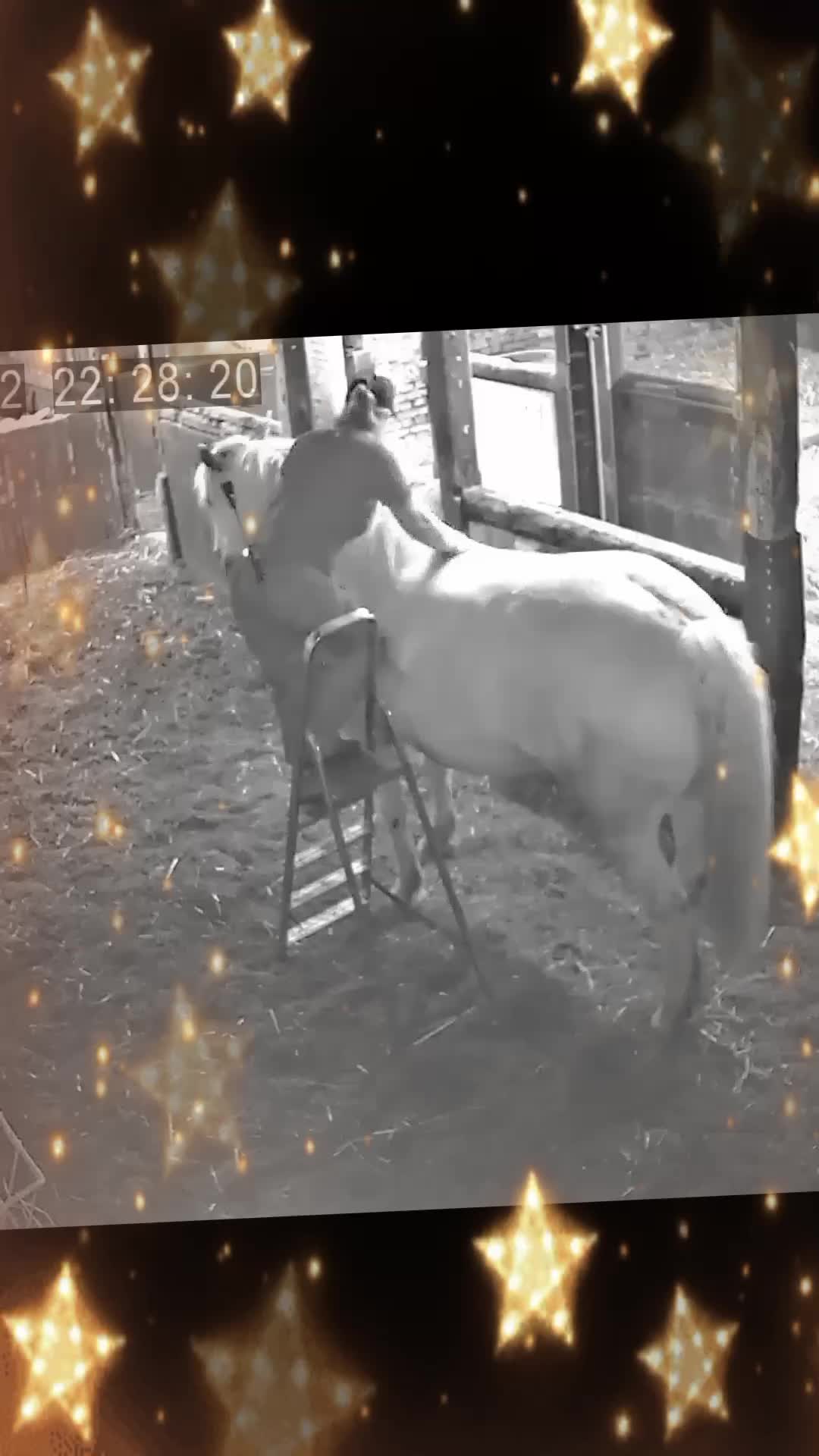 @🇸🇪 crazycowlady 🇸🇪