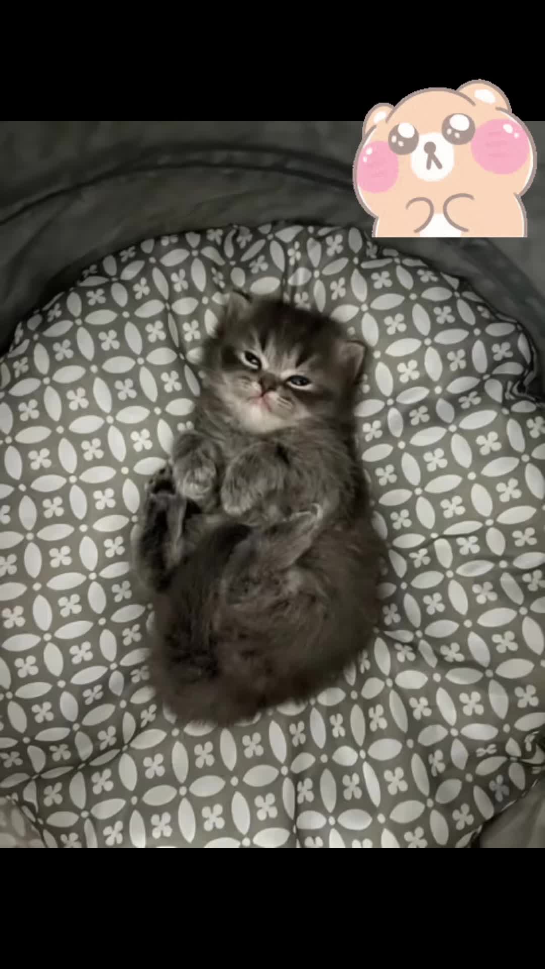 @Daisy The Cat