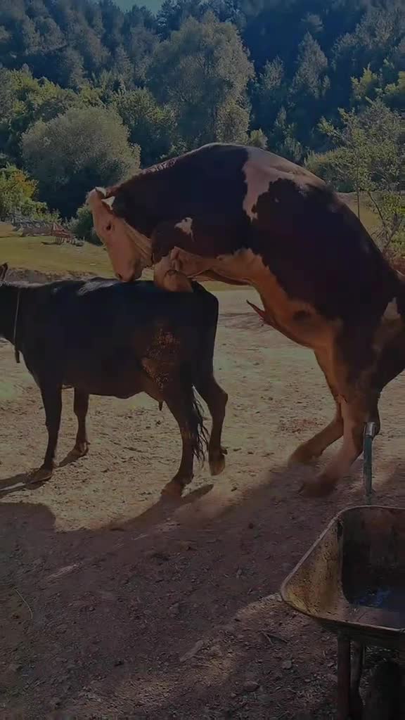 @animallifevideo