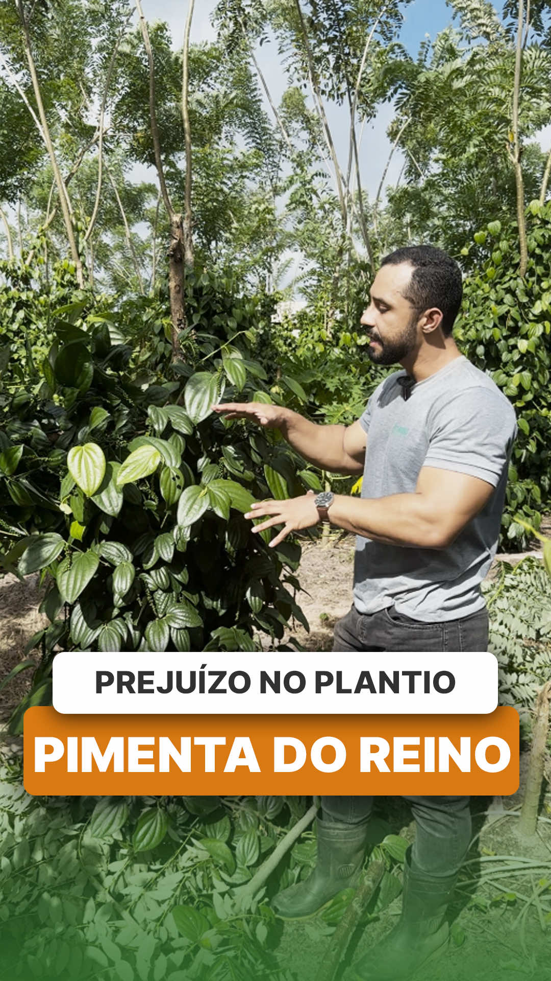 @ViveiroProMudas