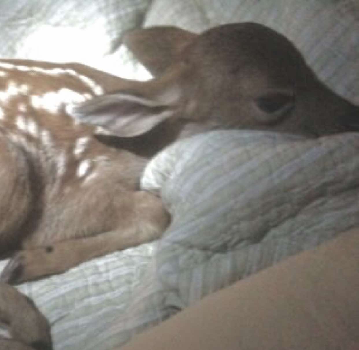 @𝓫𝓾𝓷𝓷𝓲𝓮 🛼🎰🍭🦌🧜🏻♀️🦄
