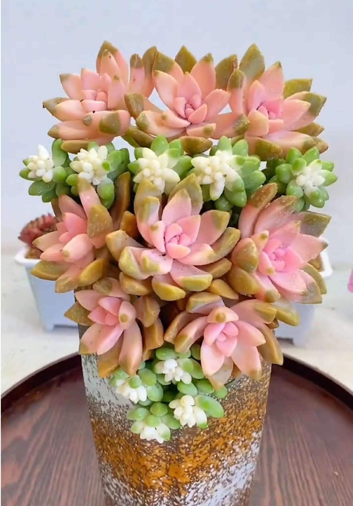 @Succulent Garden