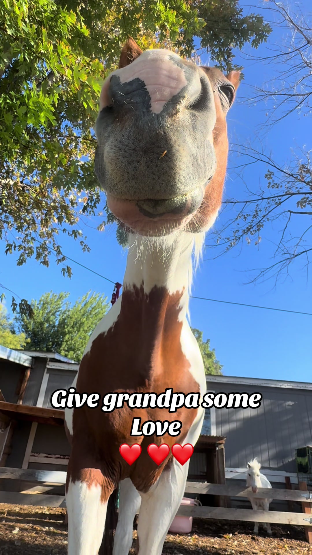 @Hot Sauce the Mini horse 🐎
