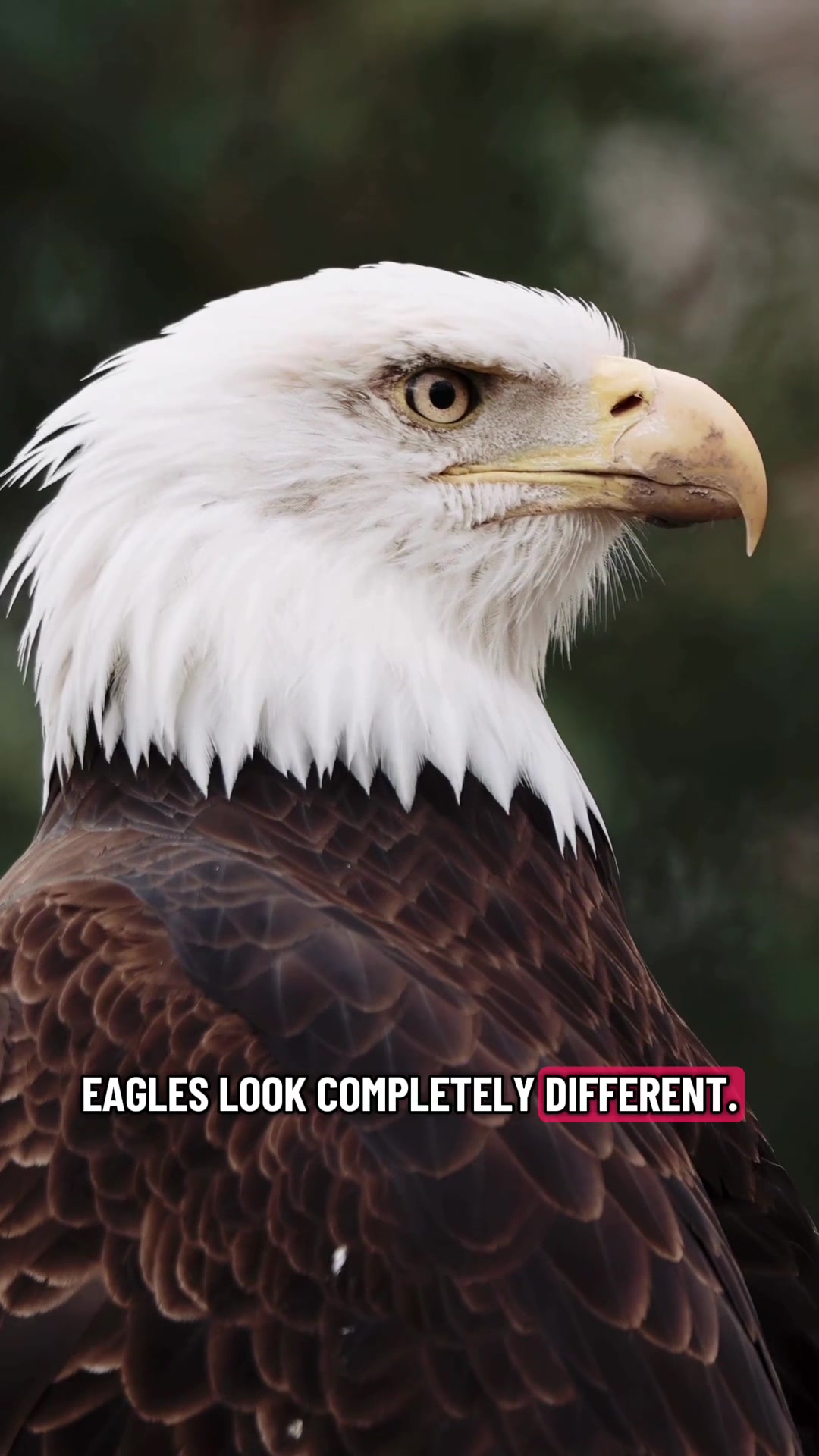 @Carolina Raptor Center