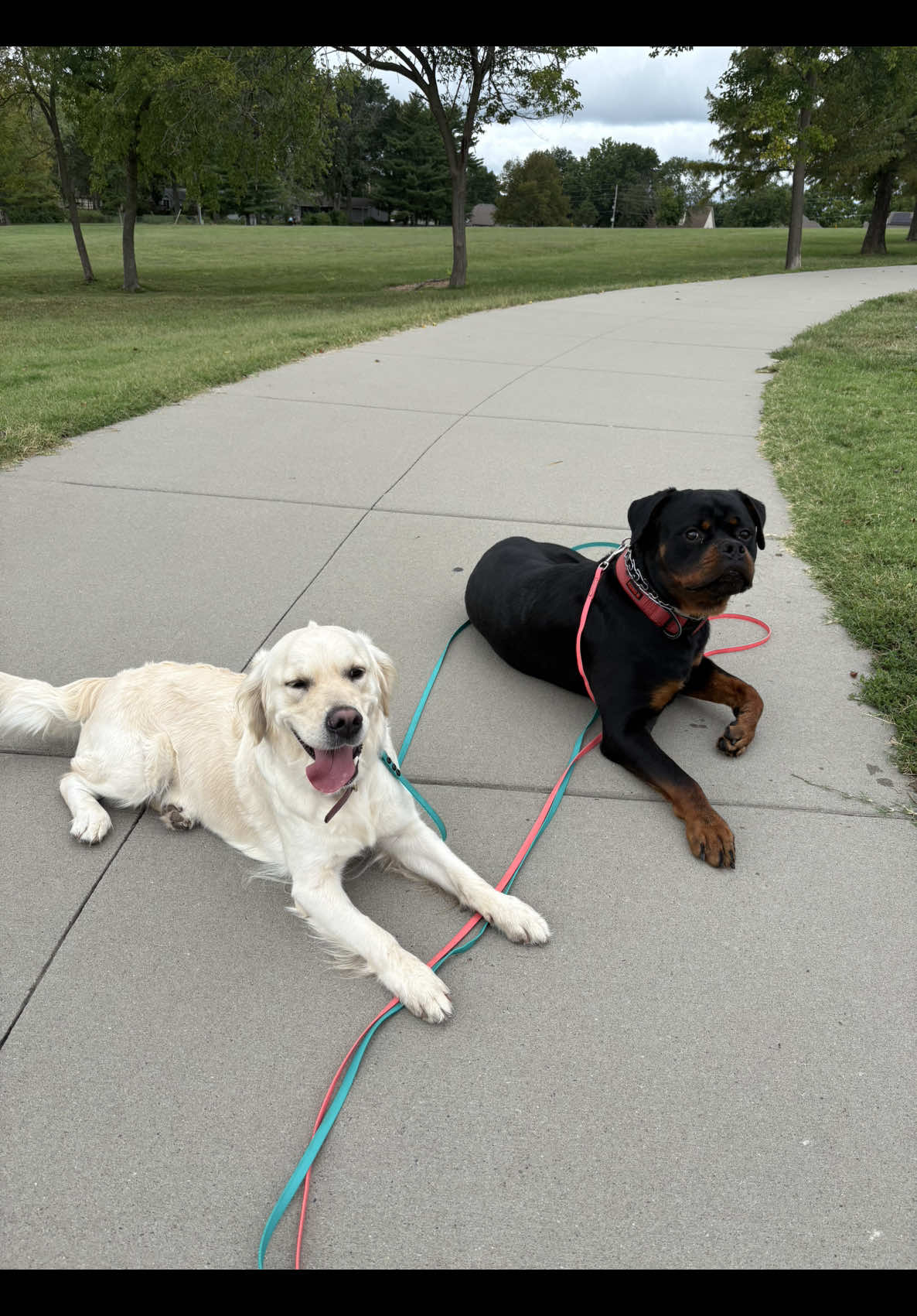 @Sammy | Dog Trainer
