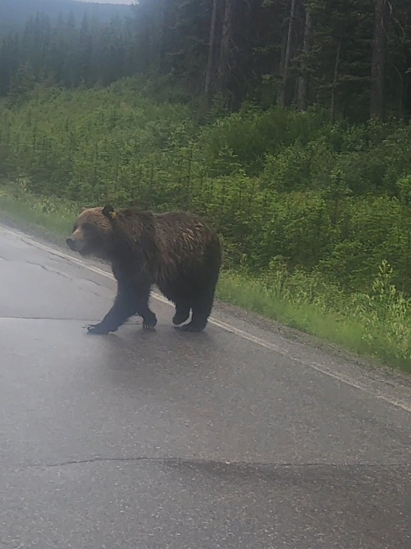 @Banff Trail Running & Wildlife