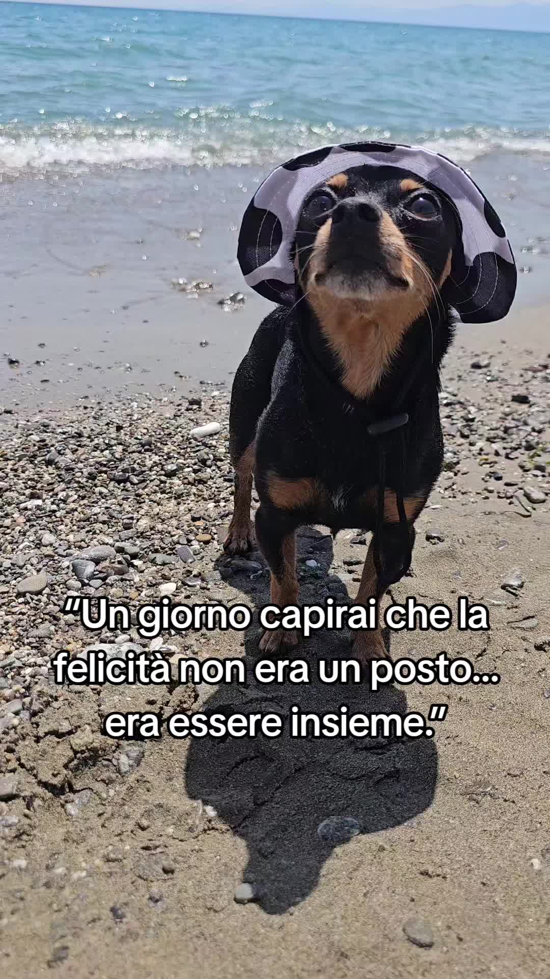 @Scherlock il pincher