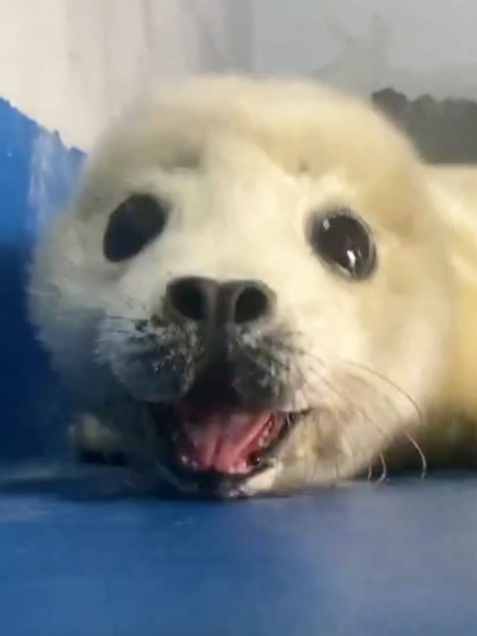 @🩷🎀 seal 🦭🩷