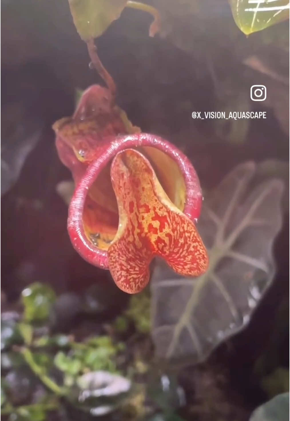 @X_vision_aquascape