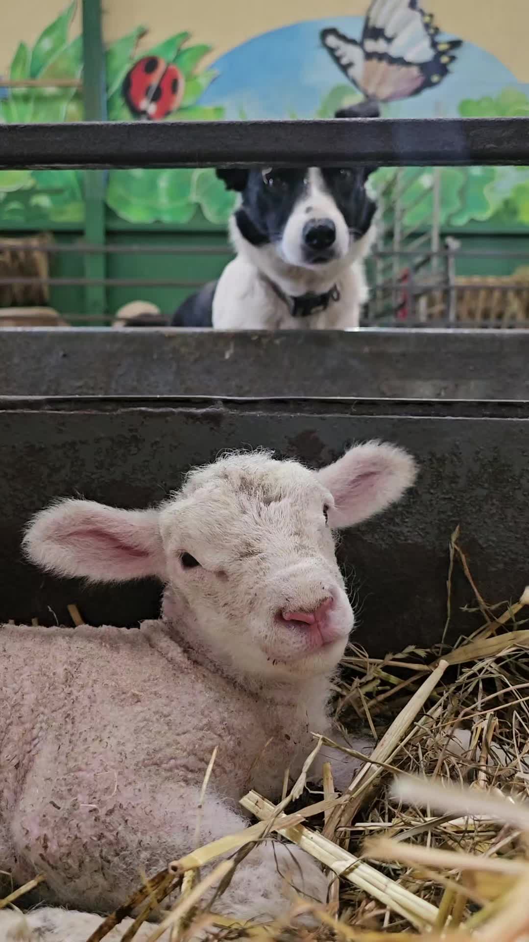 @The Big Sheep