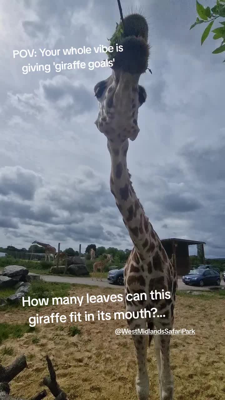 @Amber's Animal Adventures