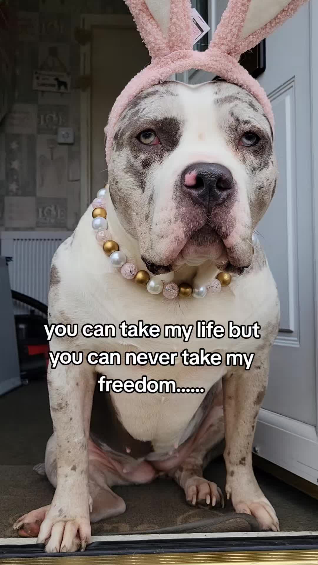 @kirsty+starlight the xl bully