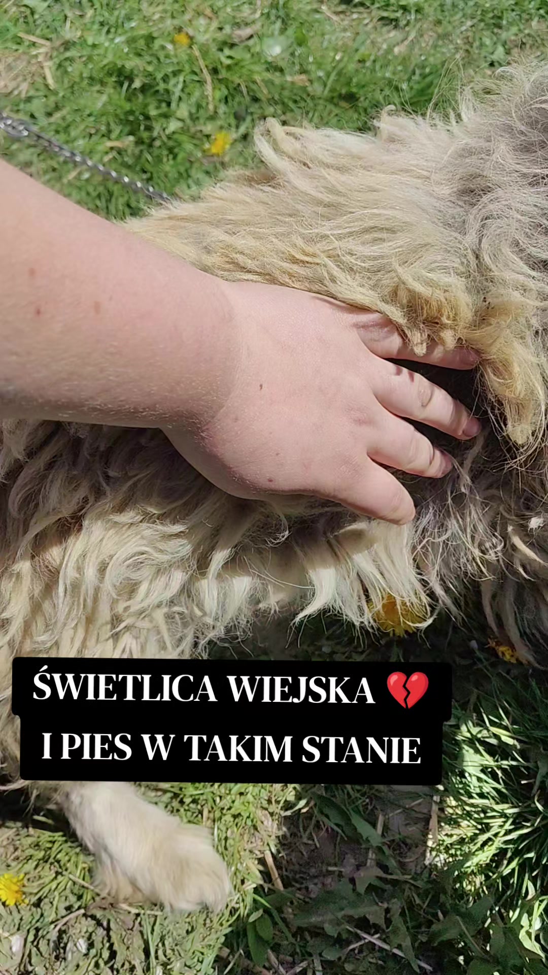 @fundacja4paws