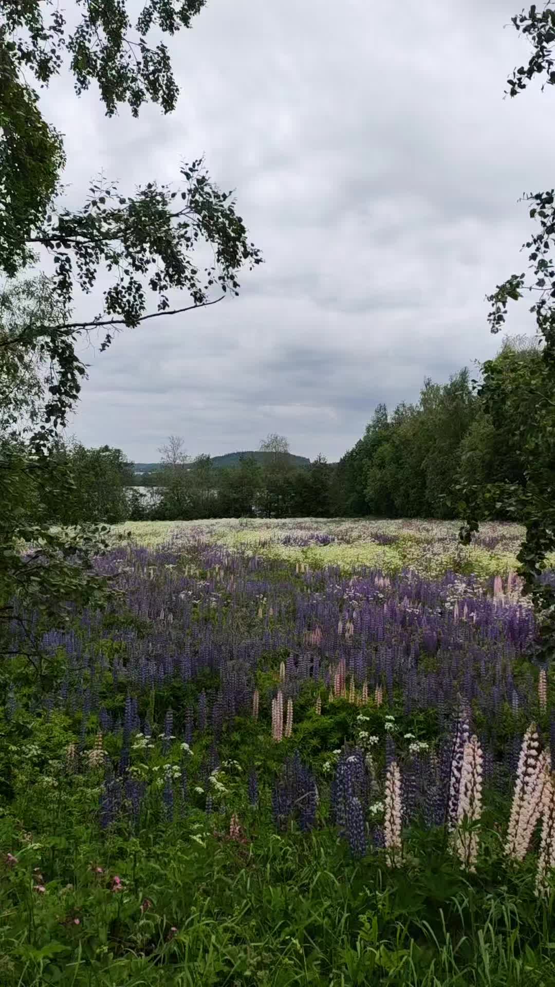 @Aurora🐼
