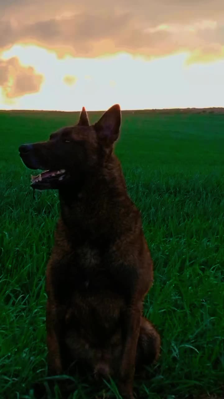 @Cizeer_kiva malinois k9 🐕🦺