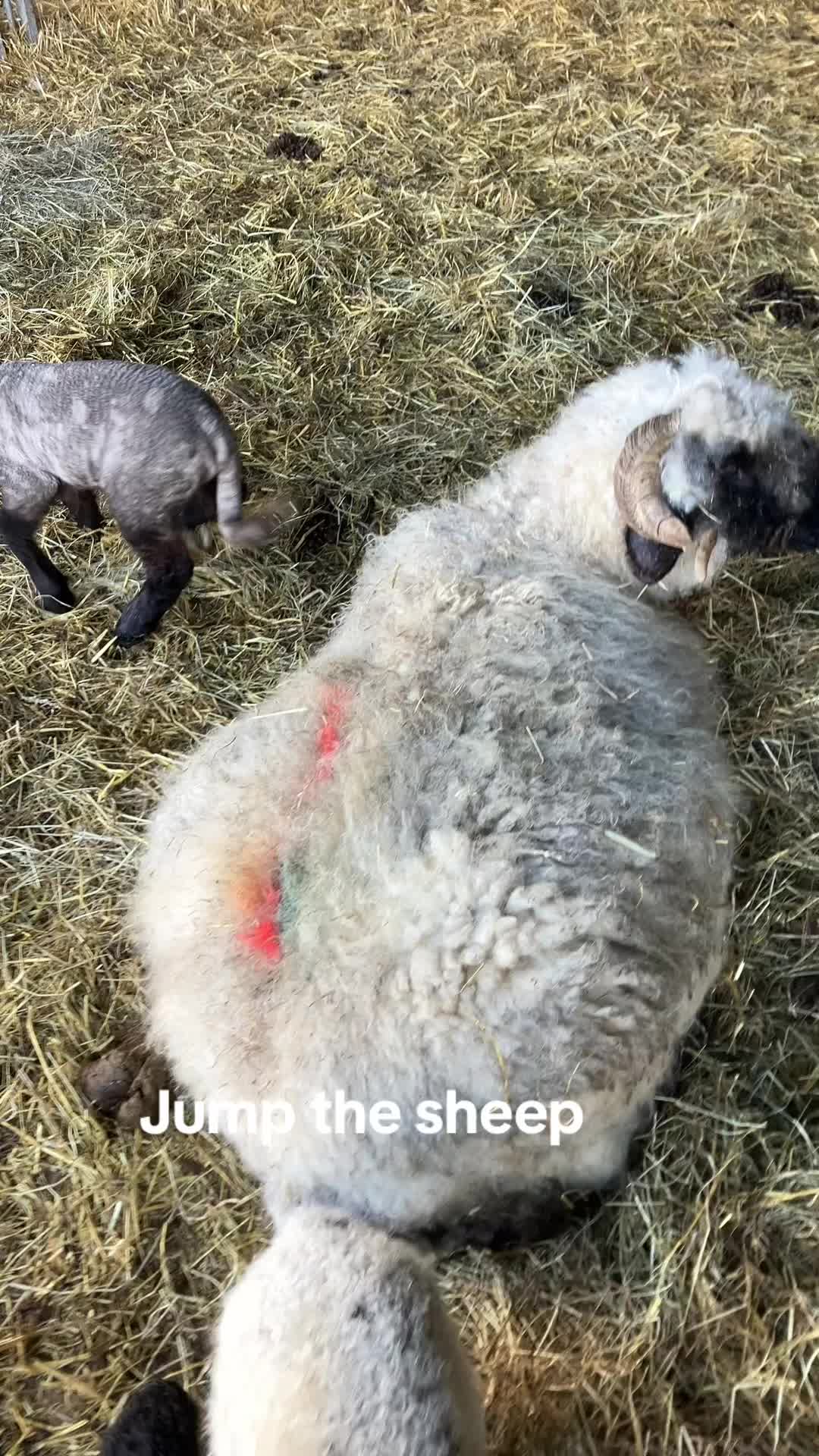 @Highland Coo Clan
