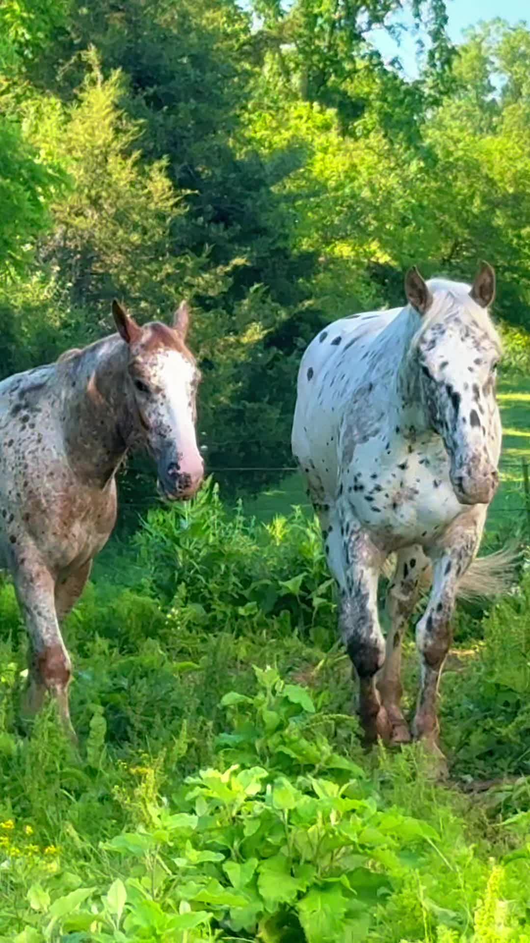 @Free Spirit Equestrian