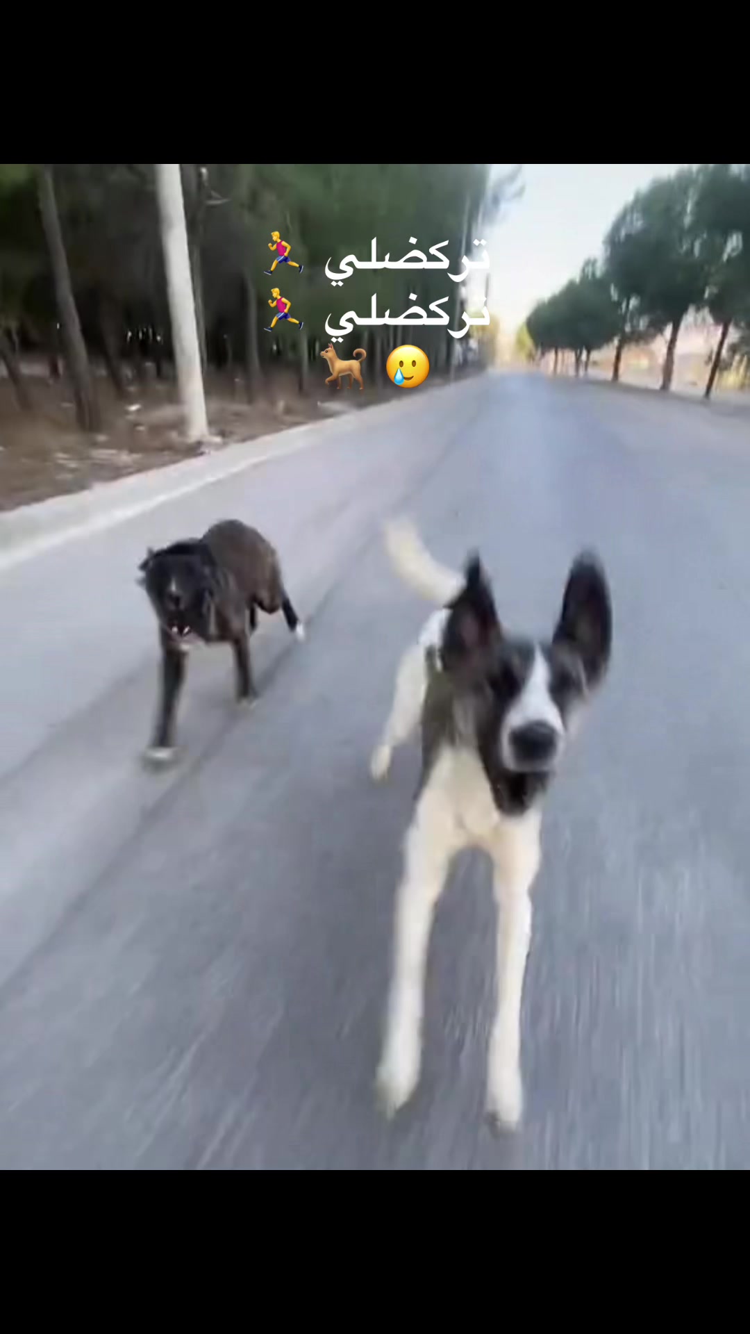 @بنزيما - 3XL𝓑𝓮𝓷𝔃𝓮𝓶𝓪 ✪