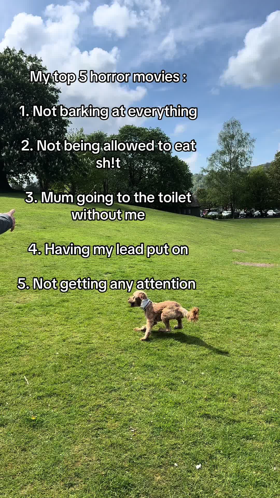 @Max the cavapoo 🐾