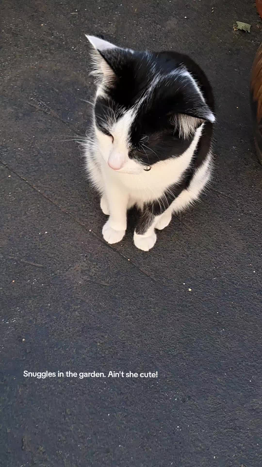 @Snuggles The Cat
