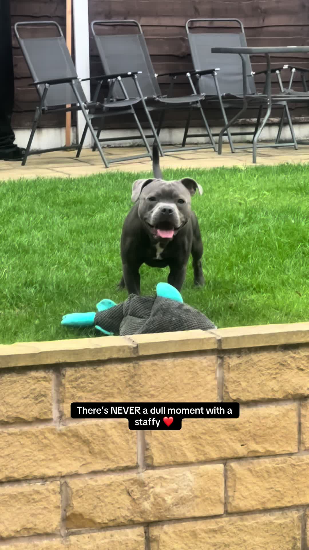 @Zeus the Blue Staffy⚡️