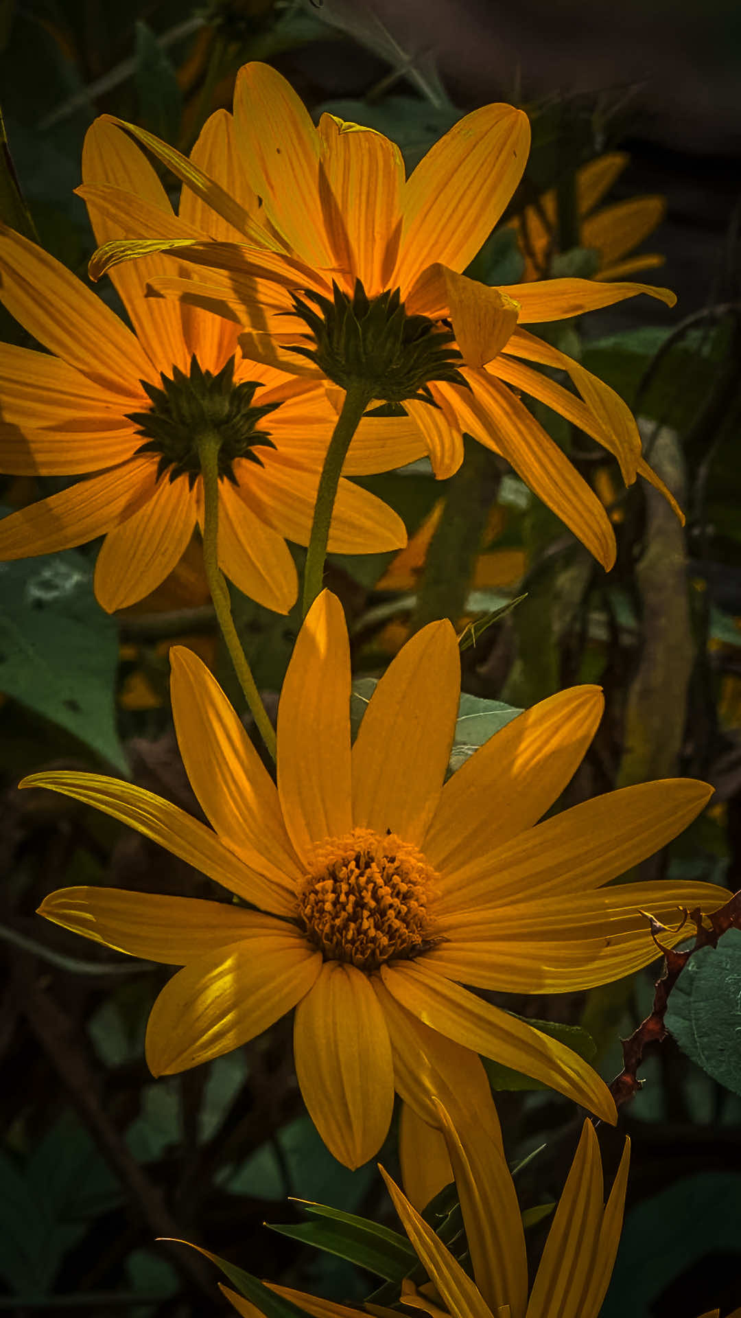 @𝑻𝒂̂𝒏 𝑻𝒉𝒊