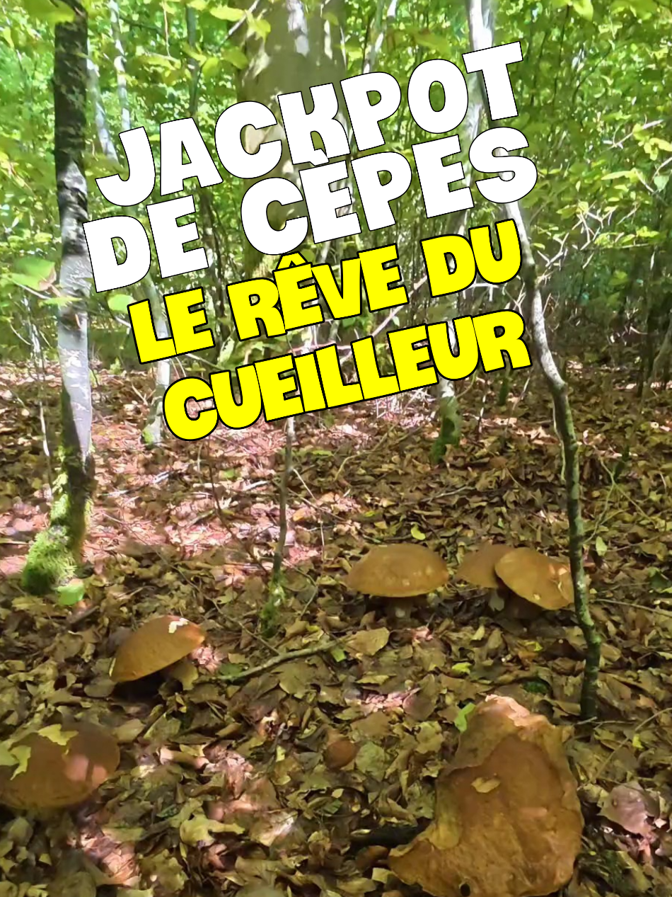 @Dan 🍄&zwj;🟫 Le Champologue