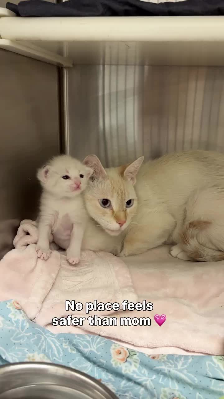 @love for all paws rescue