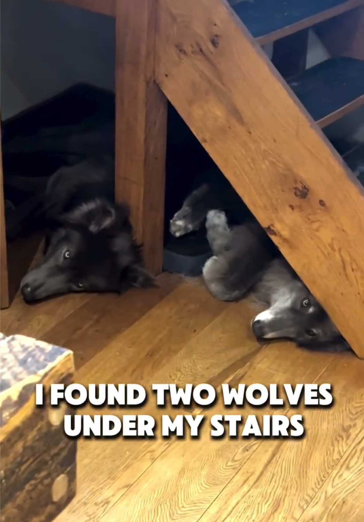 @My Blue Wolf
