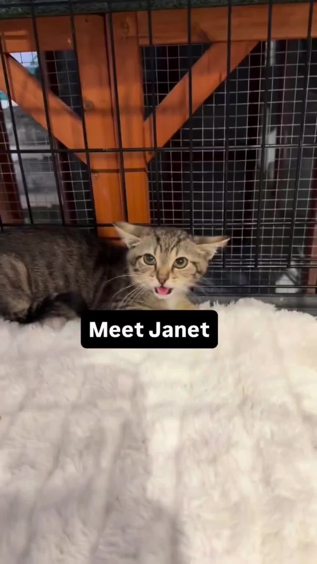 @Pets Mania